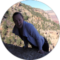 Heather Kibler Avatar