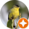 Tom F Avatar