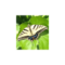 Denise Quinn Avatar