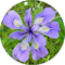 Kate Avatar