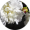 Diana Spears Avatar
